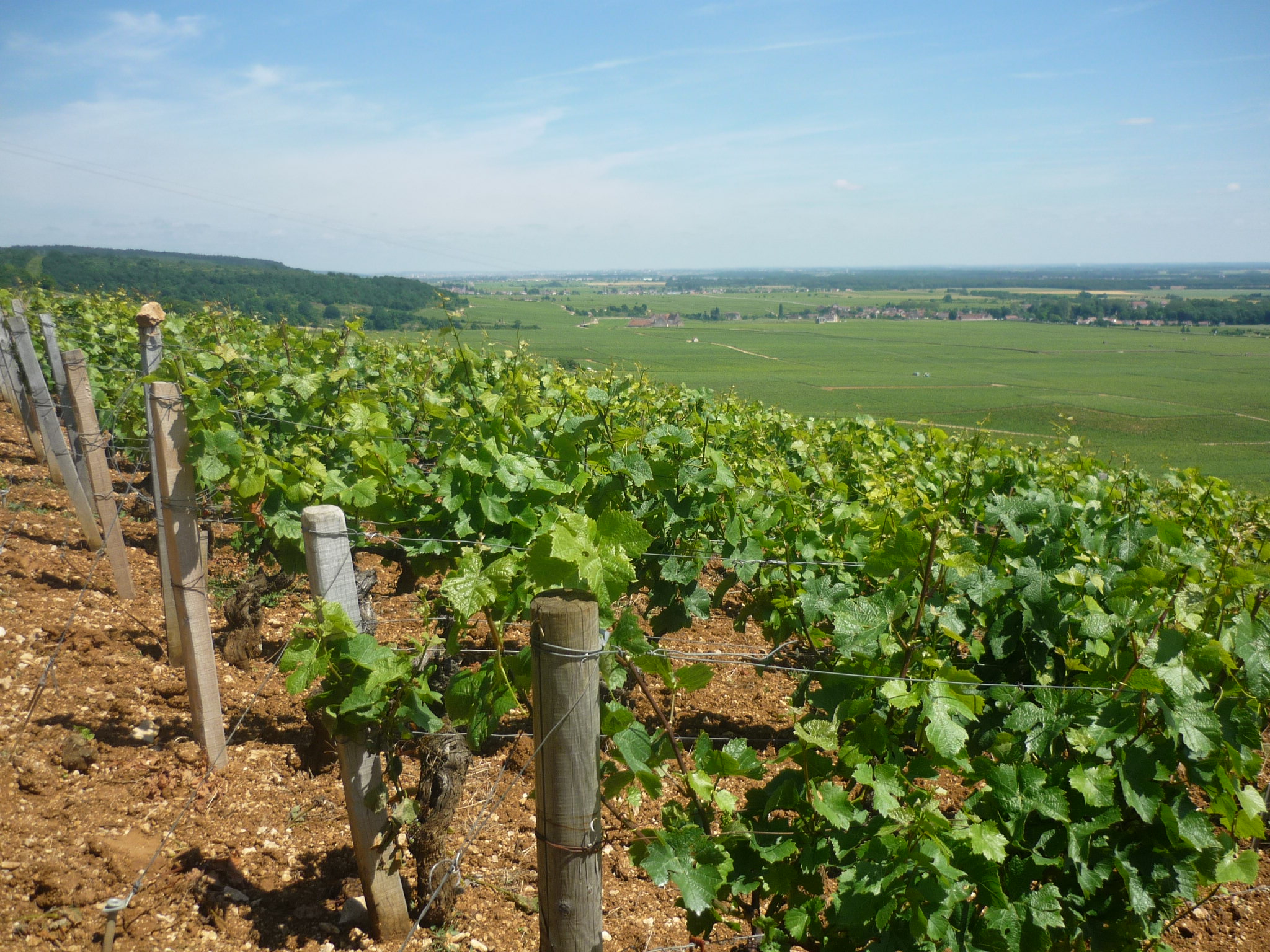 Sun in Burgundy at last...