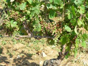Vines in Savigny les Beaune