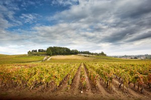 Clos du Roi - Chateau Chamirey